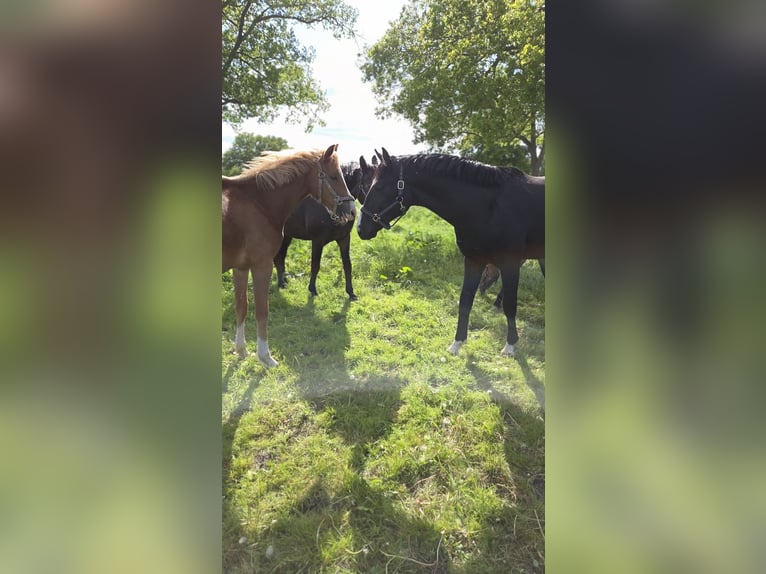 Hannoveraan Hengst 2 Jaar Zwart in Scheeßel