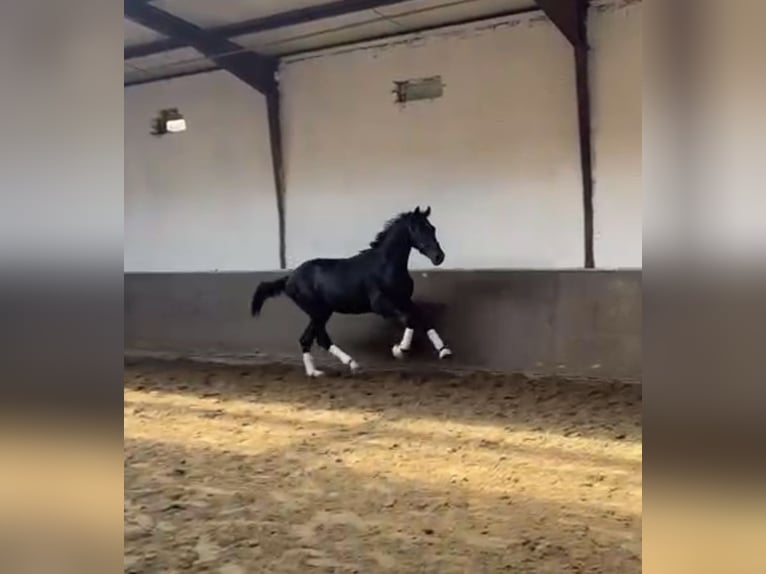Hannoveraan Hengst 2 Jaar Zwart in Vechta
