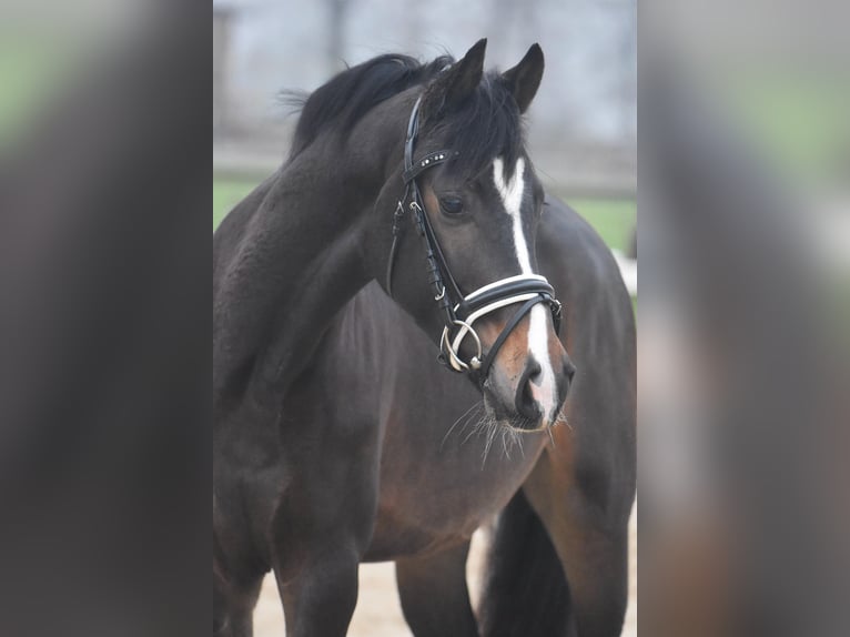 Hannoveraan Hengst 3 Jaar 151 cm Donkerbruin in Oerel