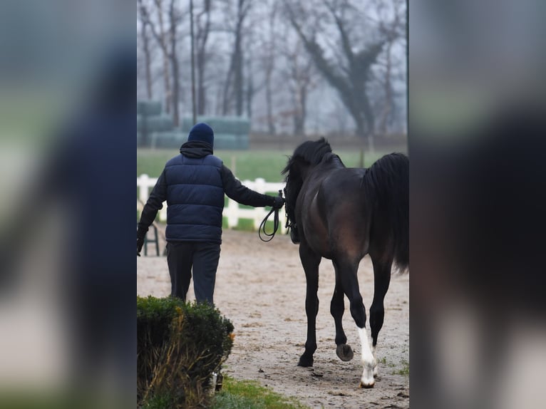 Hannoveraan Hengst 3 Jaar 151 cm Donkerbruin in Oerel