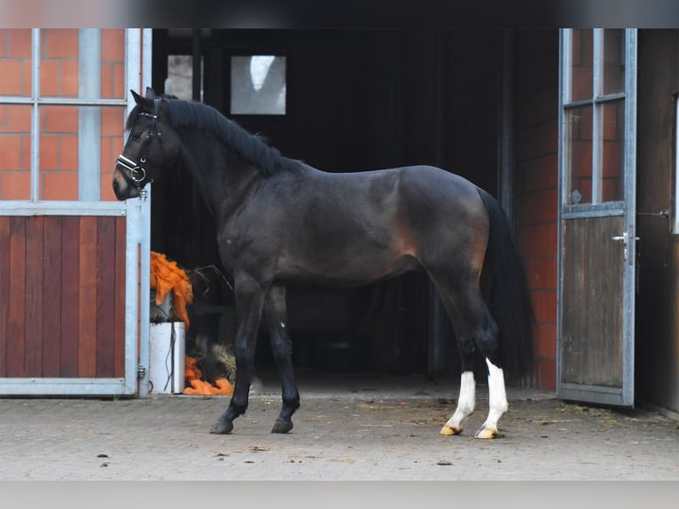 Hannoveraan Hengst 3 Jaar 151 cm Donkerbruin in Oerel