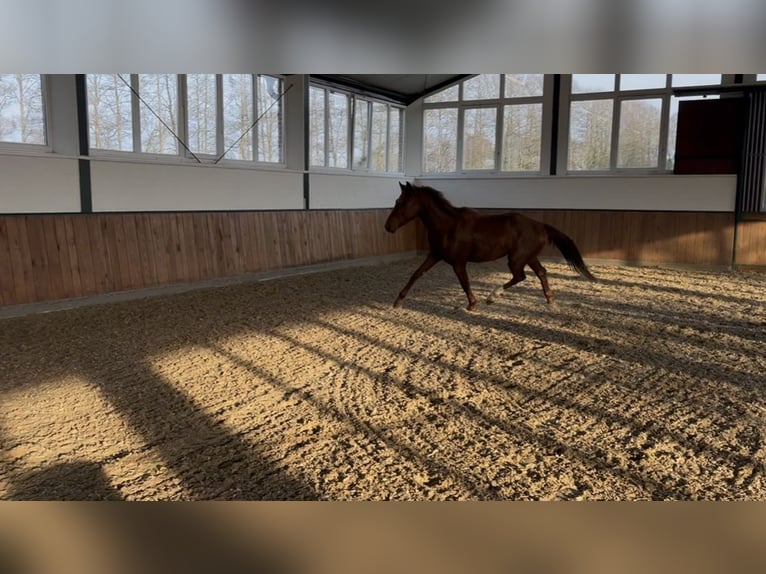 Hannoveraan Hengst 3 Jaar 158 cm Donkere-vos in Meppen