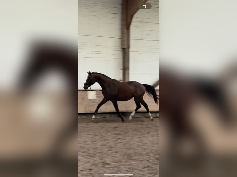 Hannoveraan Hengst 3 Jaar 160 cm Bruin in Wahlstedt