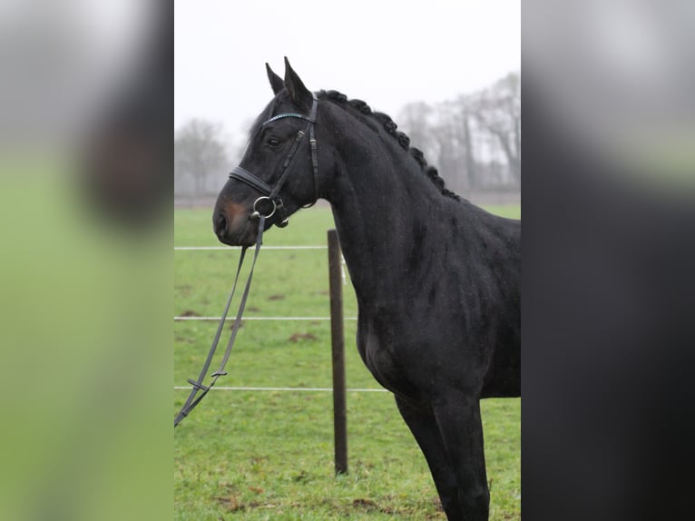 Hannoveraan Hengst 3 Jaar 160 cm Donkerbruin in Freren