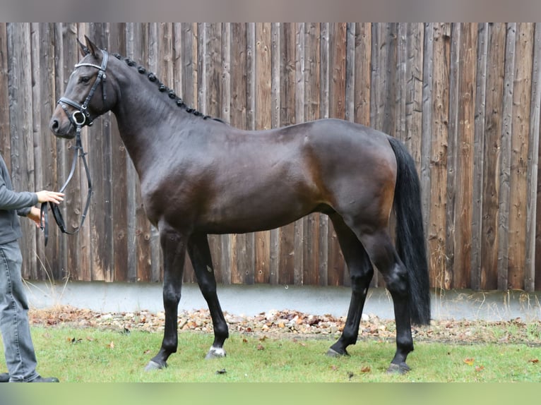 Hannoveraan Hengst 3 Jaar 162 cm Zwartbruin in Celle