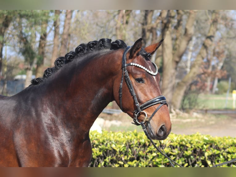 Hannoveraan Hengst 3 Jaar 163 cm Bruin in Reeßum