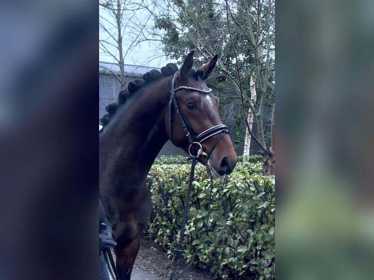 Hannoveraan Hengst 3 Jaar 163 cm Bruin in Reeßum