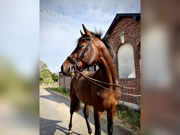 Hannoveraan Hengst 3 Jaar 163 cm Roodbruin in Saint-Denis-de-Mailloc