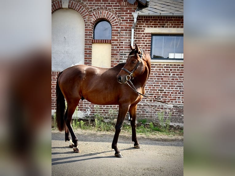 Hannoveraan Hengst 3 Jaar 163 cm Roodbruin in Saint-Denis-de-Mailloc