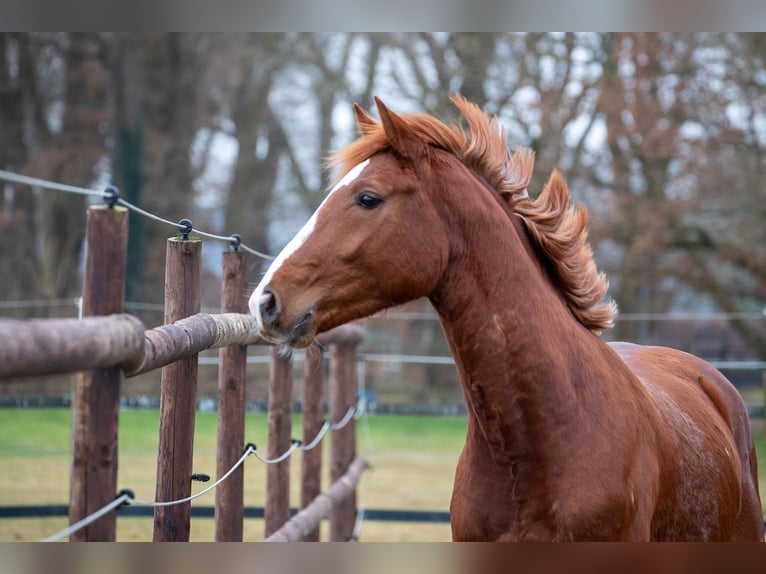 Hannoveraan Hengst 3 Jaar 164 cm Vos in Geestland