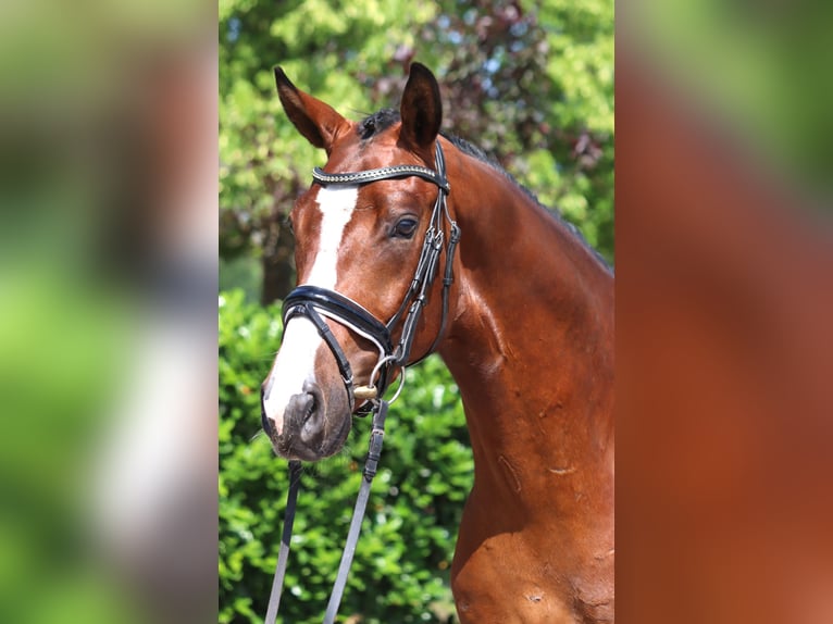 Hannoveraan Hengst 3 Jaar 165 cm Bruin in Selsingen