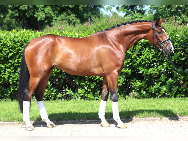 Hannoveraan Hengst 3 Jaar 165 cm Bruin in Selsingen