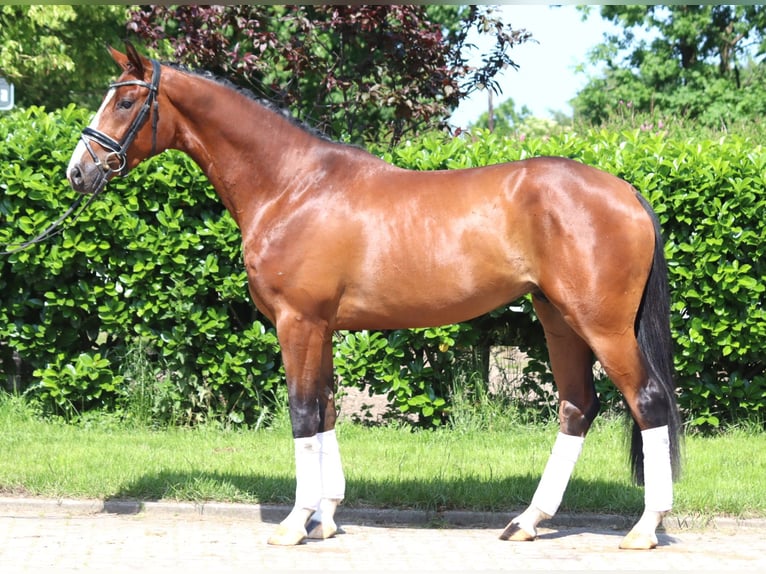 Hannoveraan Hengst 3 Jaar 165 cm Bruin in Selsingen