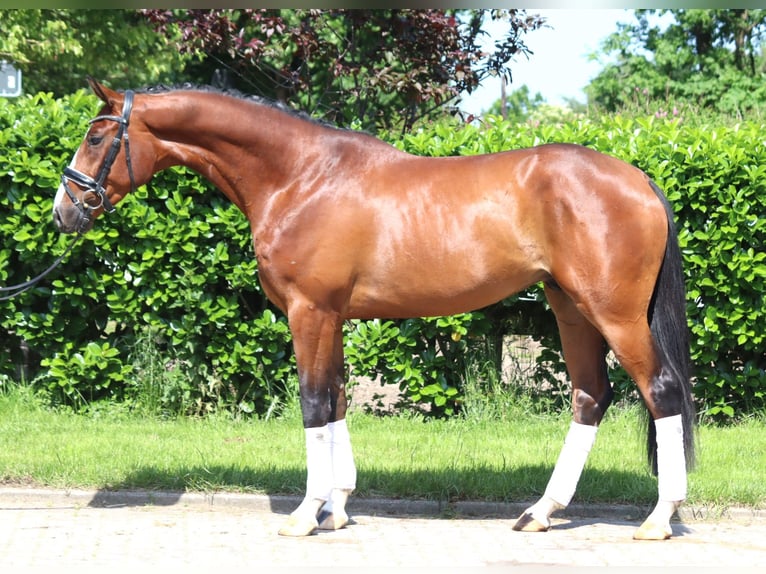 Hannoveraan Hengst 3 Jaar 165 cm Bruin in Selsingen
