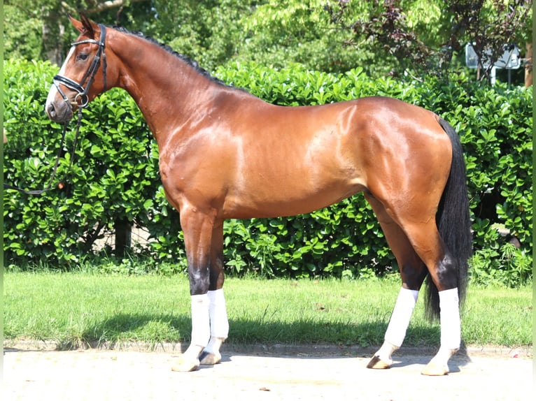 Hannoveraan Hengst 3 Jaar 165 cm Bruin in Selsingen
