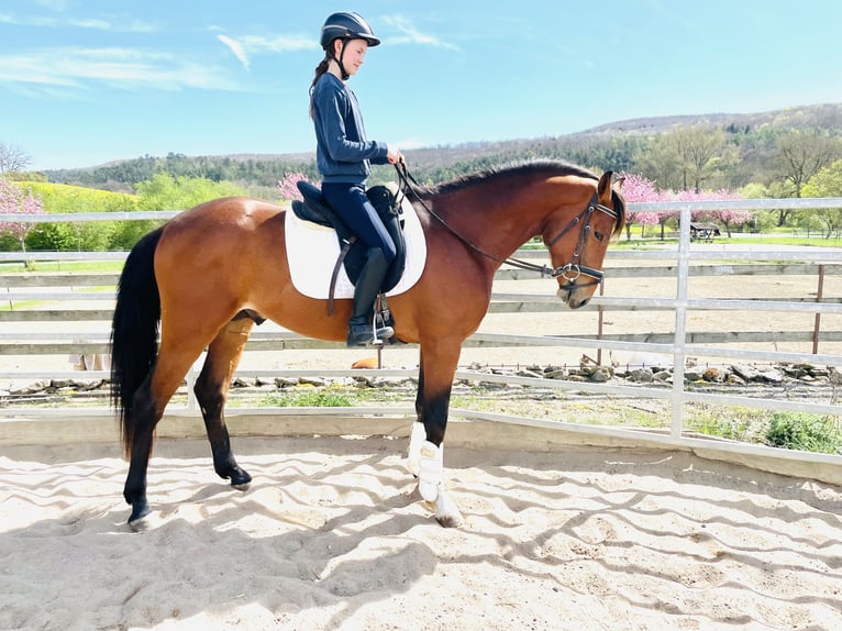 Hannoveraan Hengst 3 Jaar 165 cm Bruin in Hetschburg