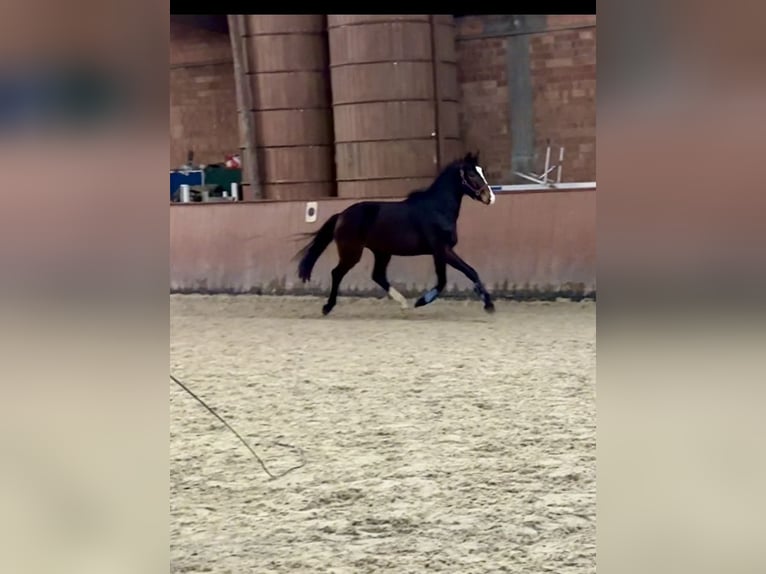 Hannoveraan Hengst 3 Jaar 165 cm Donkerbruin in Nienburg (Weser)