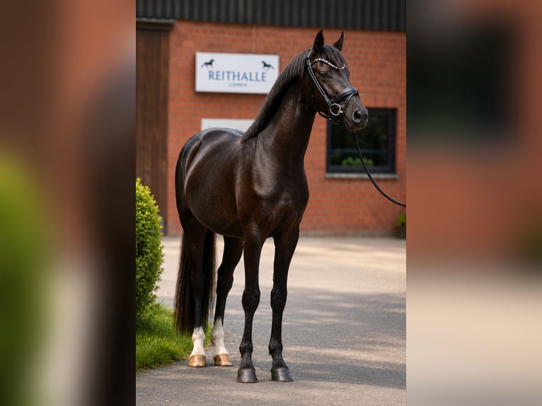 Hannoveraan Hengst 3 Jaar 165 cm Zwart in Neuenkirchen