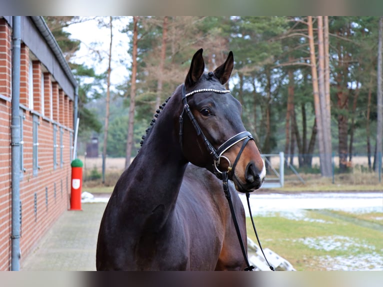 Hannoveraan Hengst 3 Jaar 166 cm Bruin in Celle