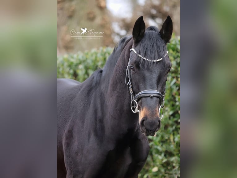 Hannoveraan Hengst 3 Jaar 167 cm Zwartbruin in Aurich