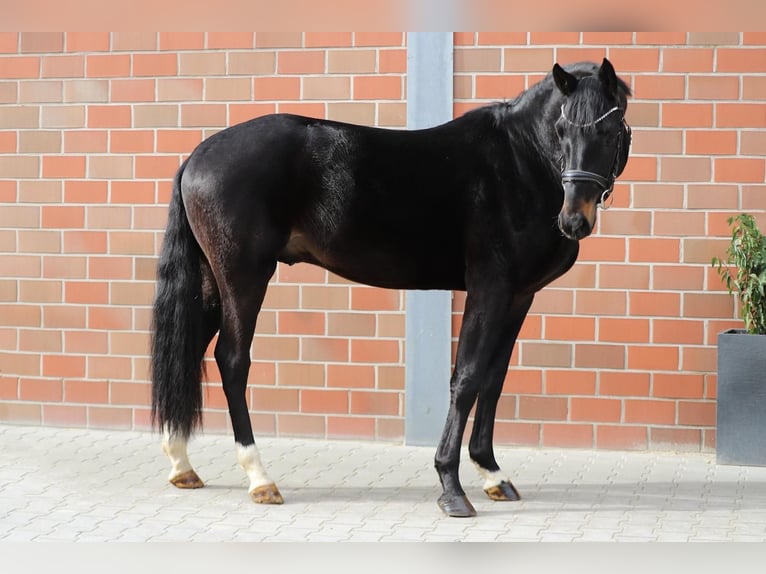 Hannoveraan Hengst 3 Jaar 167 cm Zwartbruin in Aurich