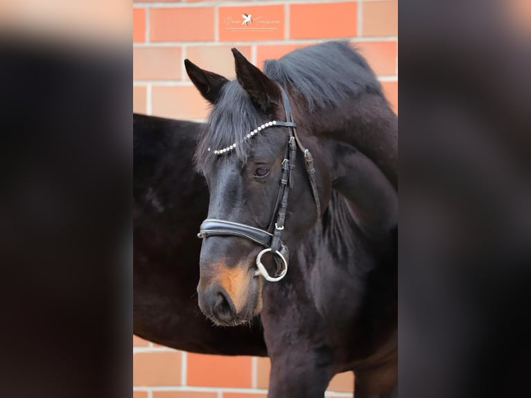 Hannoveraan Hengst 3 Jaar 167 cm Zwartbruin in Aurich