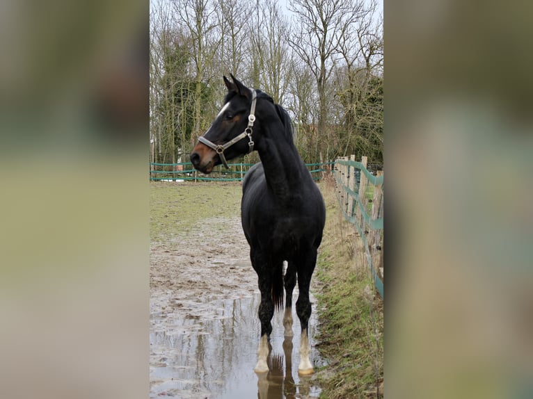 Hannoveraan Hengst 3 Jaar 168 cm Donkerbruin in Bunderhee