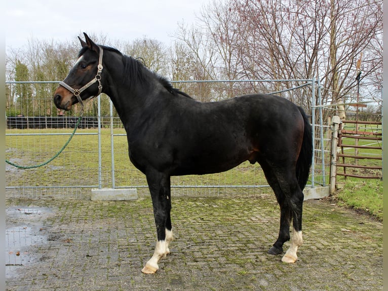 Hannoveraan Hengst 3 Jaar 168 cm Donkerbruin in Bunderhee