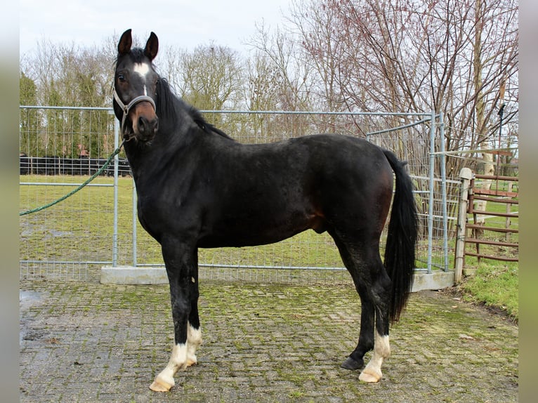 Hannoveraan Hengst 3 Jaar 168 cm Donkerbruin in Bunderhee
