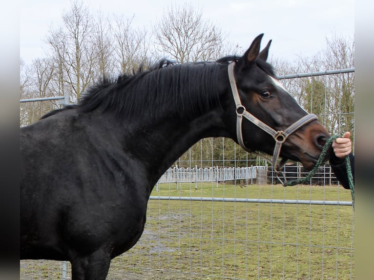Hannoveraan Hengst 3 Jaar 168 cm Donkerbruin in Bunderhee
