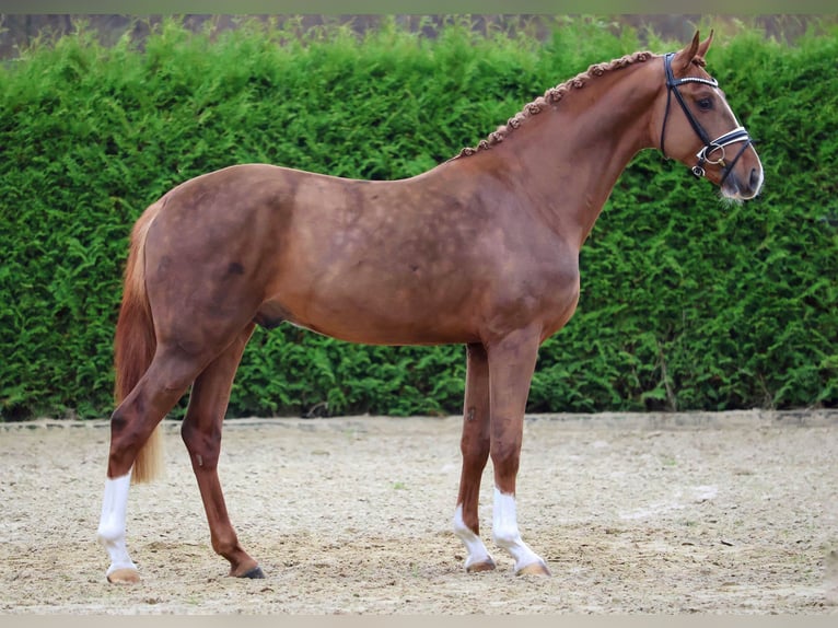 Hannoveraan Hengst 3 Jaar 168 cm Vos in Gersten