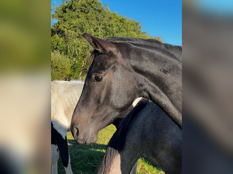 Hannoveraan Hengst 3 Jaar 168 cm Zwartbruin in Großheide