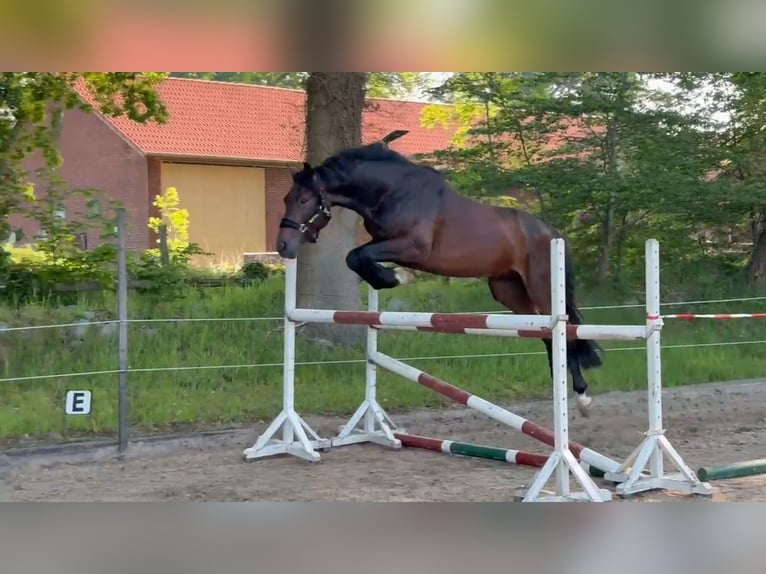 Hannoveraan Hengst 3 Jaar 169 cm Bruin in Beverstedt