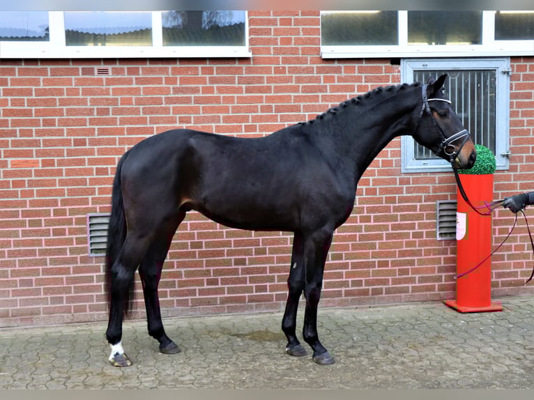 Hannoveraan Hengst 3 Jaar 169 cm Donkerbruin in Celle