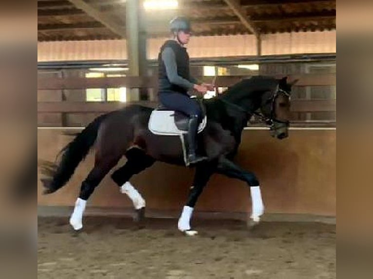 Hannoveraan Hengst 3 Jaar 169 cm Donkerbruin in Visbek