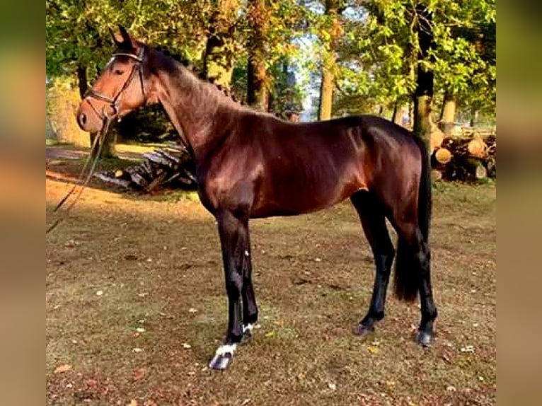 Hannoveraan Hengst 3 Jaar 169 cm Donkerbruin in Visbek