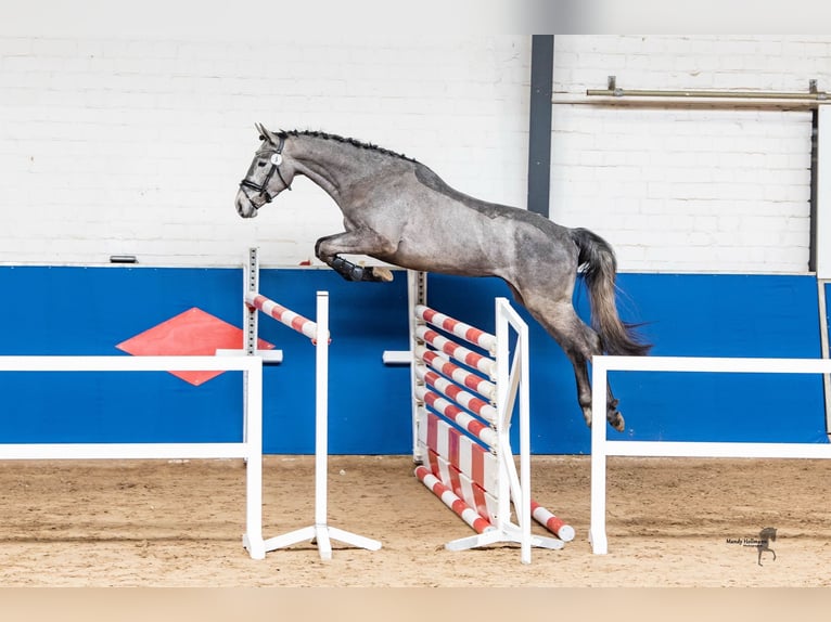 Hannoveraan Hengst 3 Jaar 170 cm Appelschimmel in Saterland