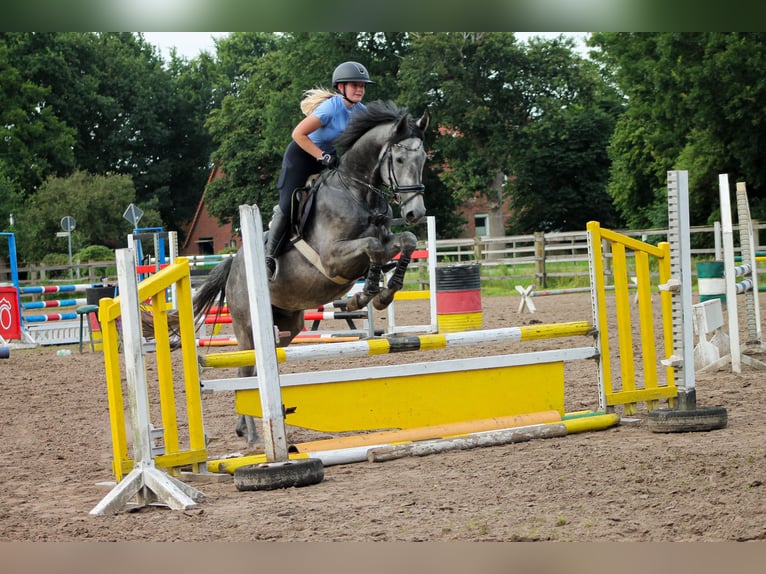 Hannoveraan Hengst 3 Jaar 170 cm Appelschimmel in Saterland