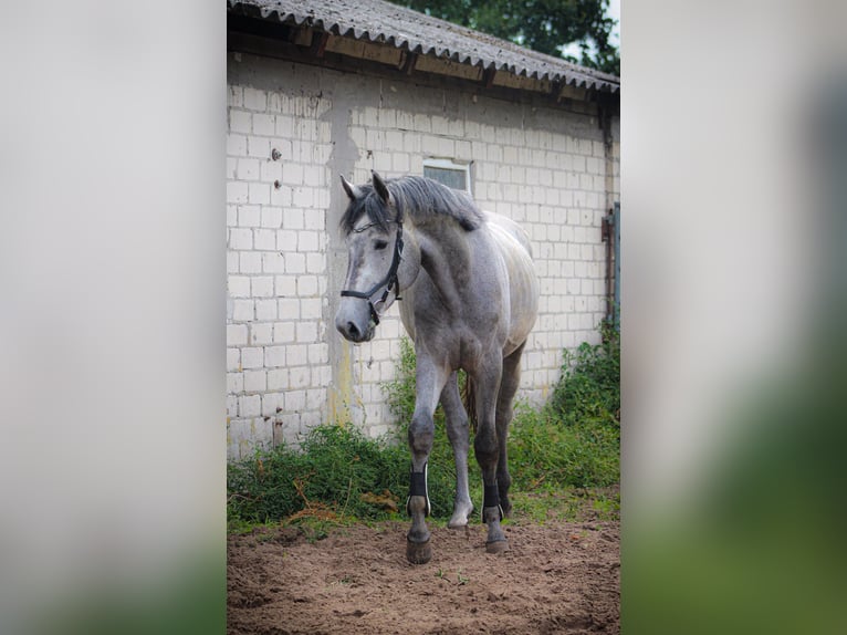 Hannoveraan Hengst 3 Jaar 170 cm Appelschimmel in Saterland