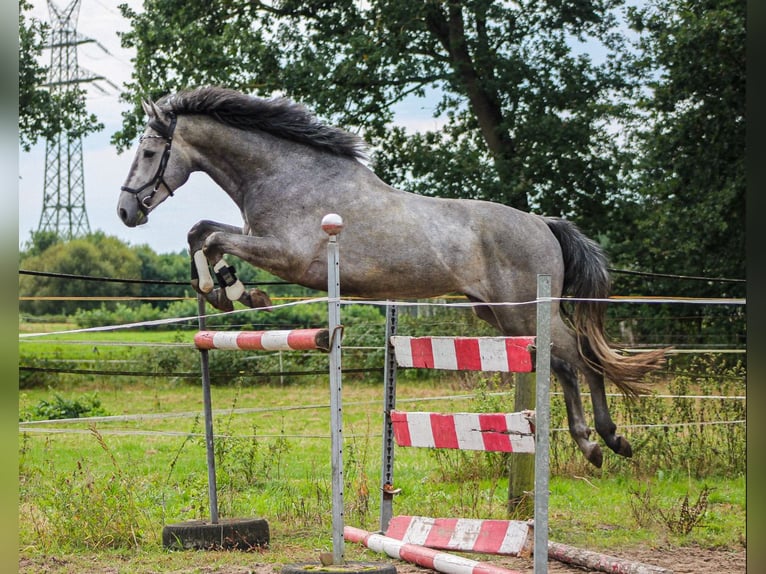 Hannoveraan Hengst 3 Jaar 170 cm Appelschimmel in Saterland