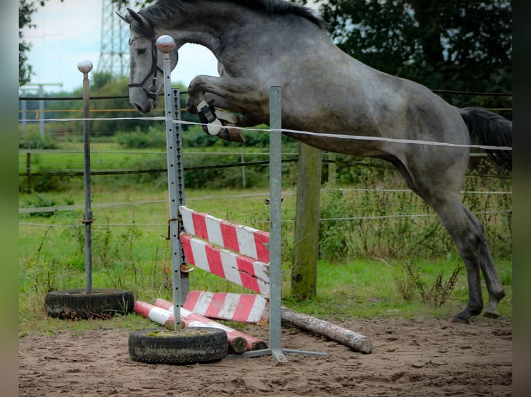 Hannoveraan Hengst 3 Jaar 170 cm Appelschimmel in Saterland
