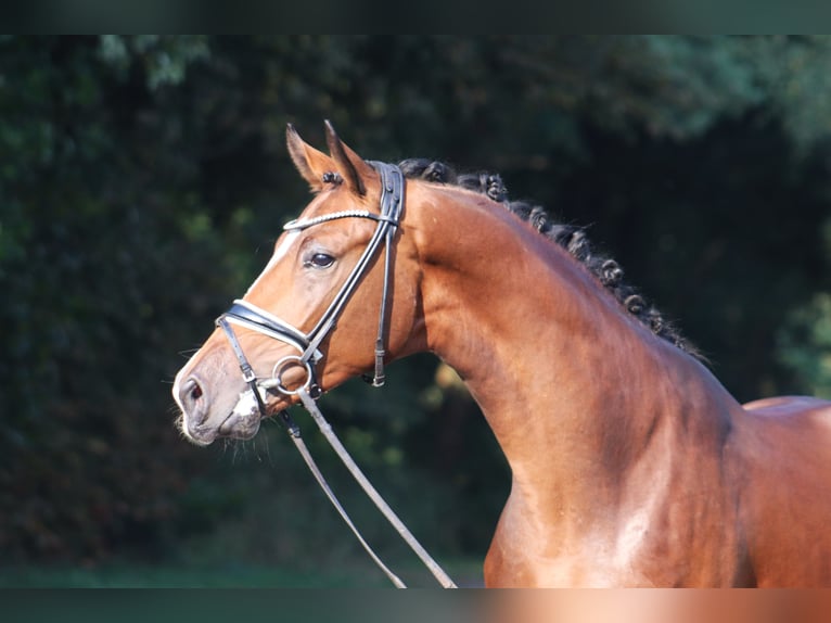 Hannoveraan Hengst 3 Jaar 170 cm Bruin in Deinstedt