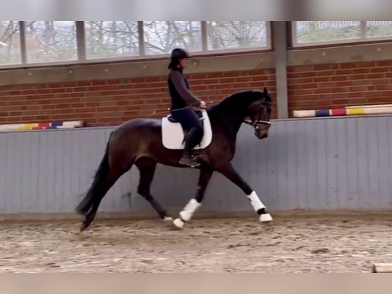 Hannoveraan Hengst 3 Jaar 170 cm Bruin in Vechta