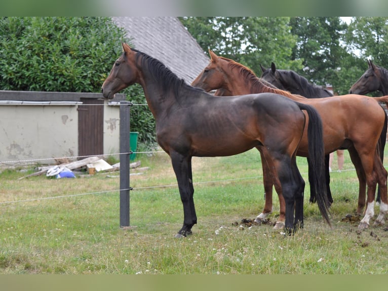 Hannoveraan Hengst 3 Jaar 170 cm Bruin in Tespe