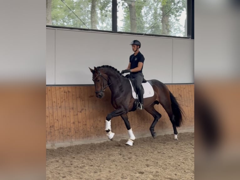 Hannoveraan Hengst 3 Jaar 170 cm Donkerbruin in Fürstenau