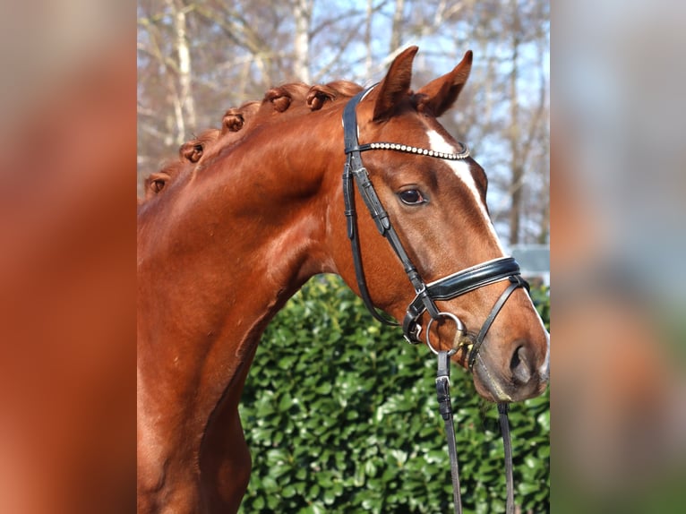 Hannoveraan Hengst 3 Jaar 170 cm Vos in Selsingen
