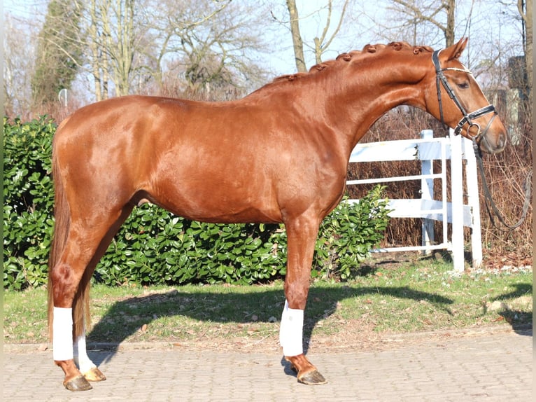 Hannoveraan Hengst 3 Jaar 170 cm Vos in Selsingen