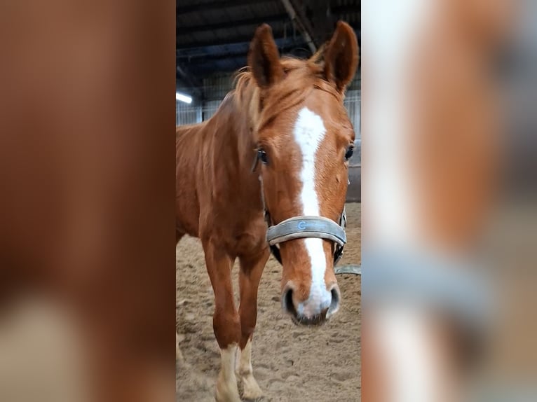 Hannoveraan Hengst 3 Jaar 170 cm Vos in Regesbostel