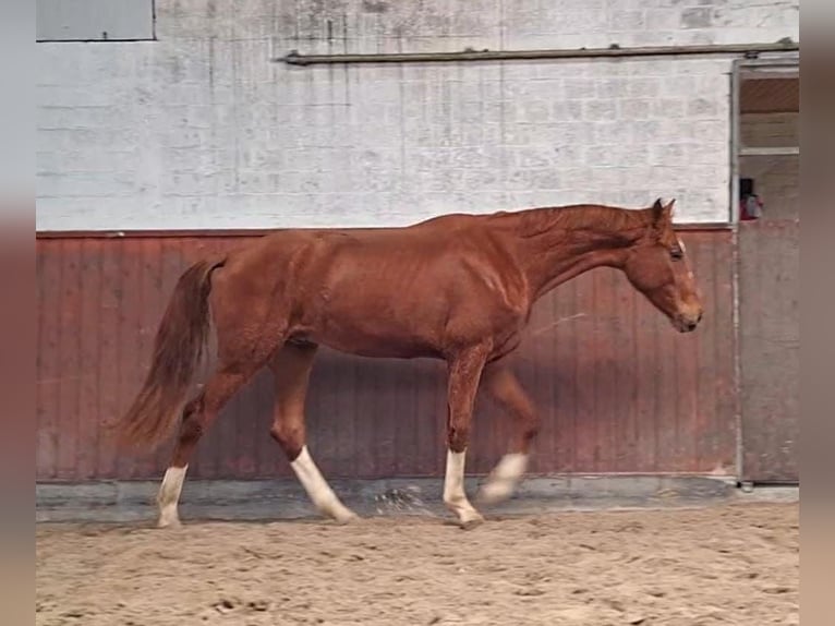 Hannoveraan Hengst 3 Jaar 170 cm Vos in Regesbostel