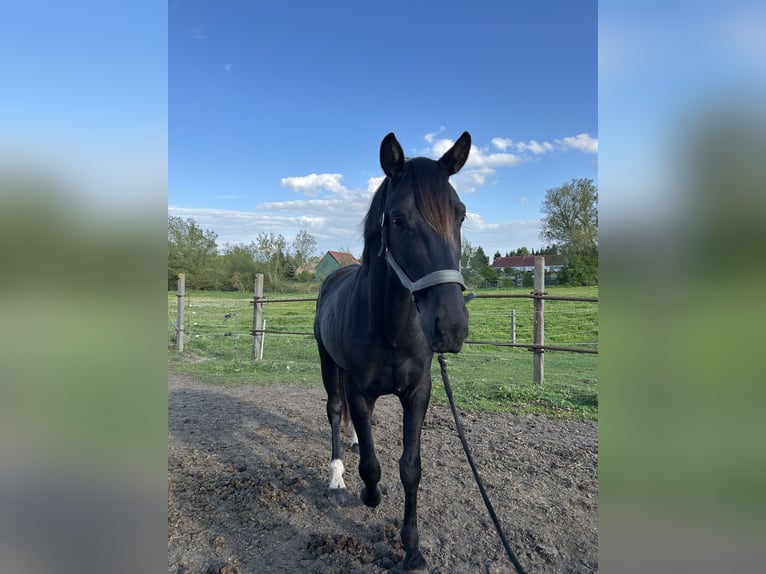 Hannoveraan Hengst 3 Jaar 170 cm Zwart in Spantekow